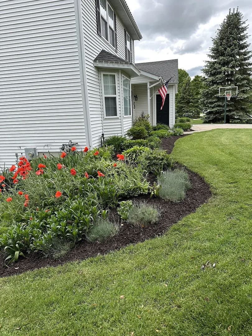 Vibrant flowerbed with red poppies and greenery beside a two-story house and basketball hoop.