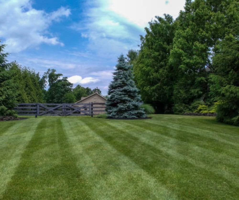 Lush green lawn with striped grass, conifer tree, and wooden gate under a blue sky.