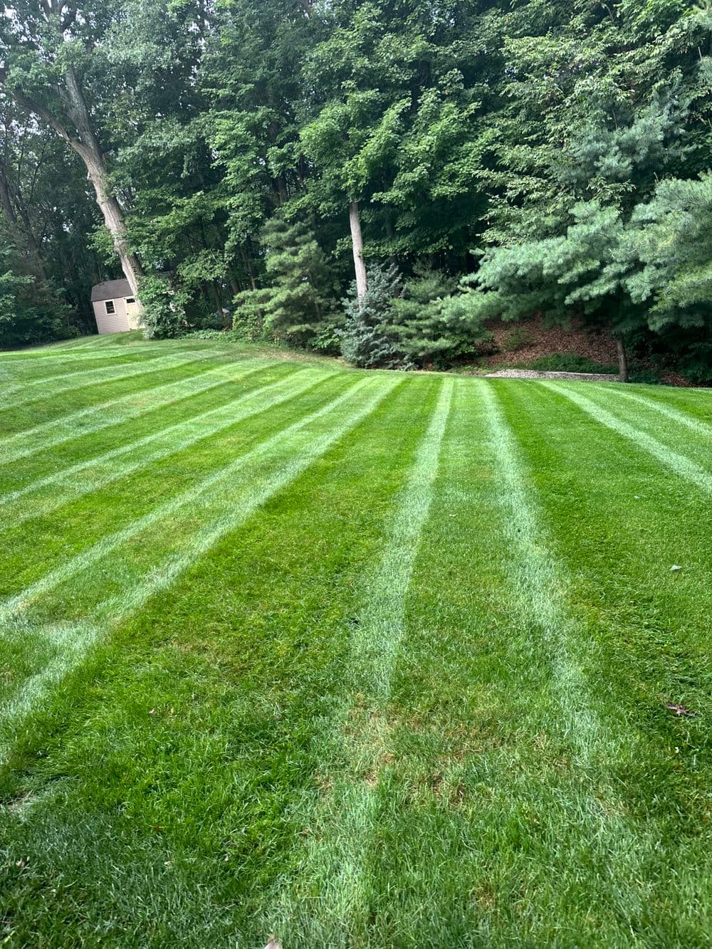 Lush green lawn with striped mowing pattern and trees in the background.